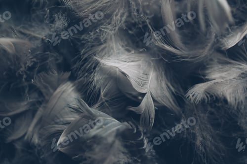 Preview: Soft background with grey feathers.