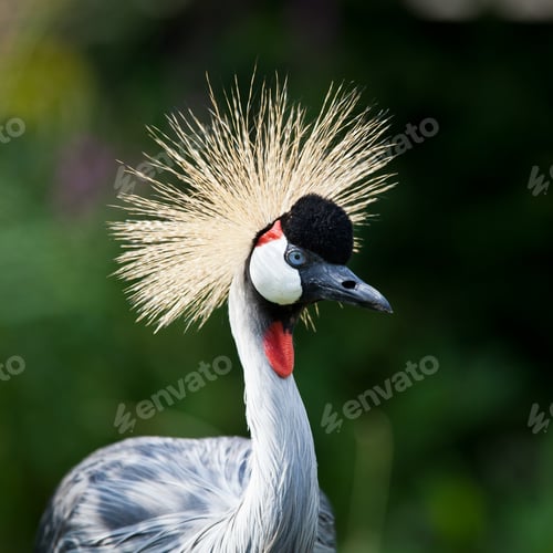 Preview: Close-up of a Grey Crowned Crane (Balearica regulorum)