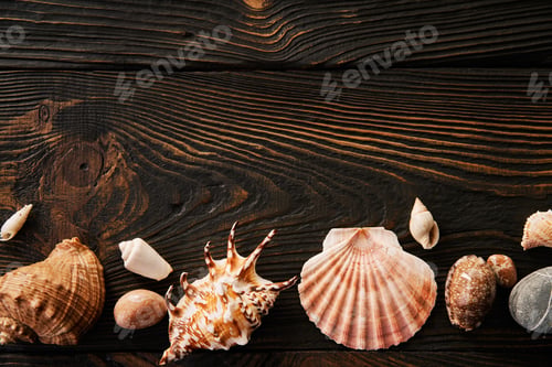 Preview: Seashells on the dark wooden background with copy space. Flat lay, top view