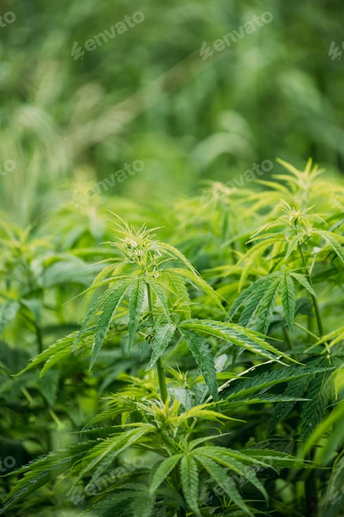 Preview: Legal Green Marijuana Cannabis Leaves Growing At Farm In Summer Day, Beautiful Cannabis Background