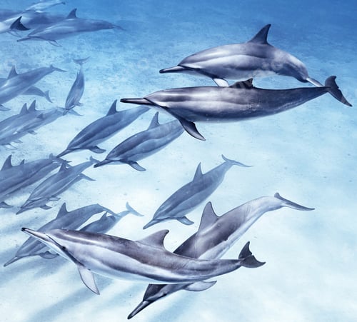 Preview: Underwater world a dolphin floats in the sea