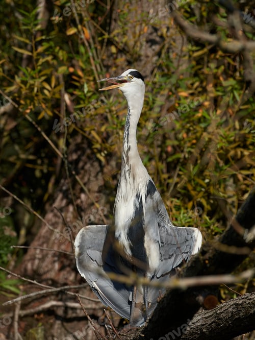 Preview: Grey Heron (Ardea cinerea)