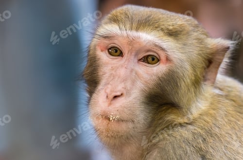 Preview: Chinese macaque monkey portrait