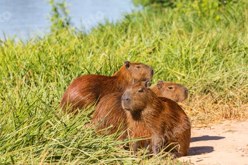 Preview: Capybara