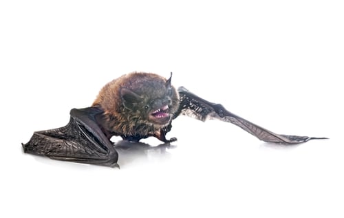 Preview: Pipistrellus pipistrellus in studio