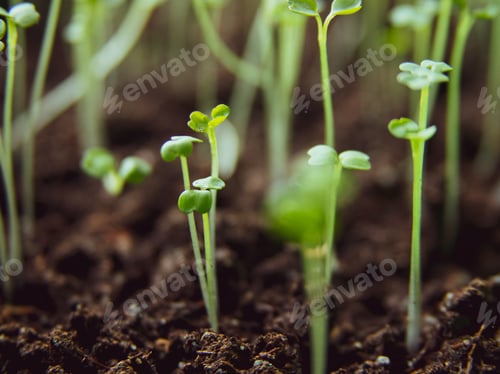 Preview: Parsley sprouts sprouted in a pot
