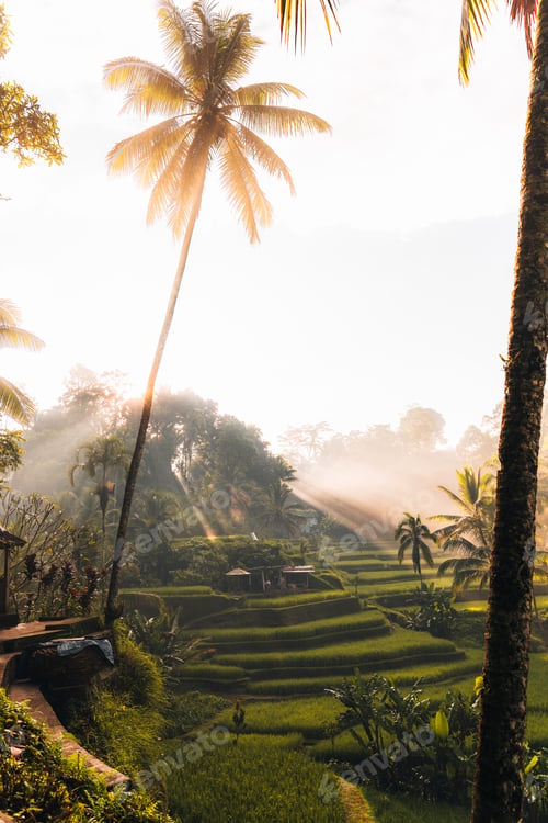 Preview: Morning view of Tegallalang Rice fields terraces in Ubud, Bali, Indonesia