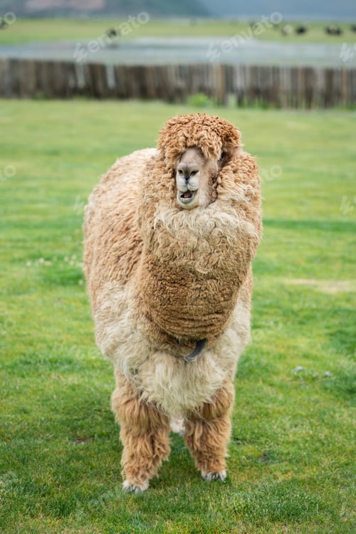Preview: Portrait alpaca in a grass field on a farm