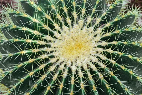 Preview: Cactus Detailed Texture Macro Background. Green Cactus With Yellow Spines, Thorns Close Up
