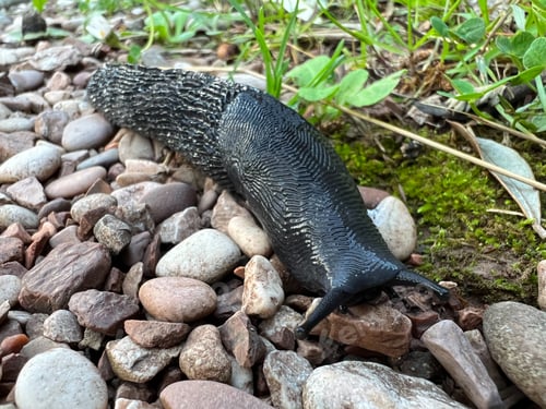 Preview: Black slug crawls on gravel. Close-up