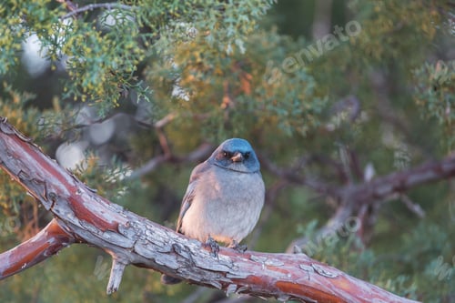 Preview: Mexican jay