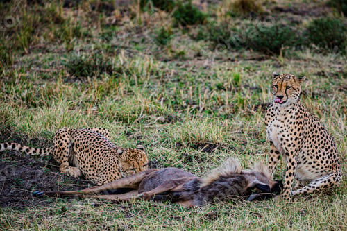 Preview: Cheetah Wildlife Wild Animas Maasai Mara National Game Reserve Kenya