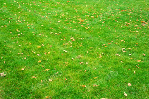 Preview: Greeen grass and autumn leaves background texture.