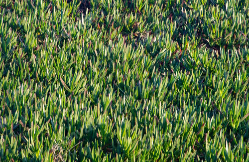 Preview: a close-up of many Carpobrotus edulis plants