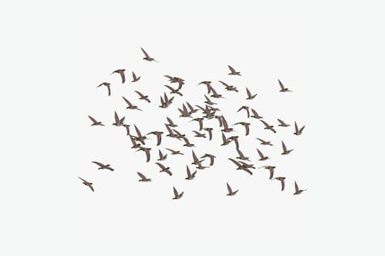 Preview: Flying Ducks Flock: Large Group in Flight