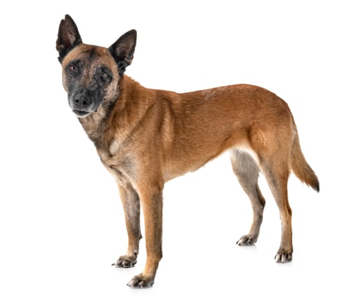 Preview: malinois in studio