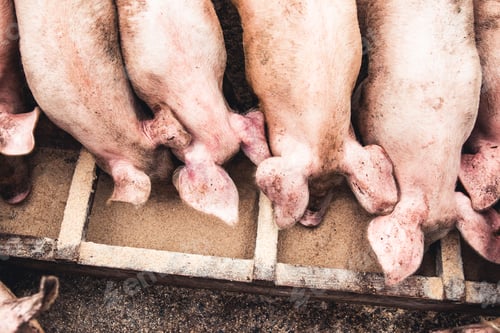 Preview: Pig on the farm. Bad conditions, pets