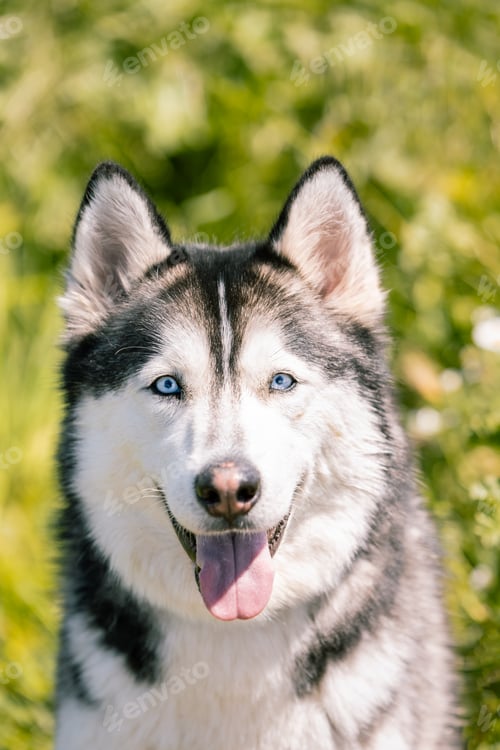 Preview: Vertical photo happy Siberian Husky in sunny field. Animals concept.