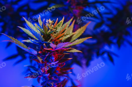 Preview: Cannabis Marijuana plant in Vaporwave deep purple neon style.