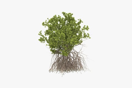 Preview: Small tree with exposed roots and dense foliage