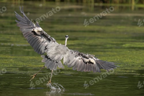 Preview: Grey heron landing on water with wings spread.
