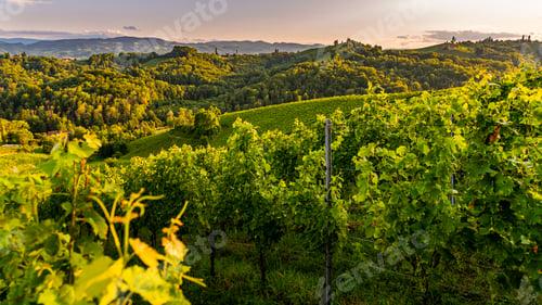 Preview: Grape hills and mountains view from wine street in Styria, Austria ( Sulztal Weinstrasse ) in summer