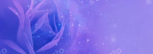 Preview: Fragile rose petals on blurred purple background. Floral template with soft blurry effect