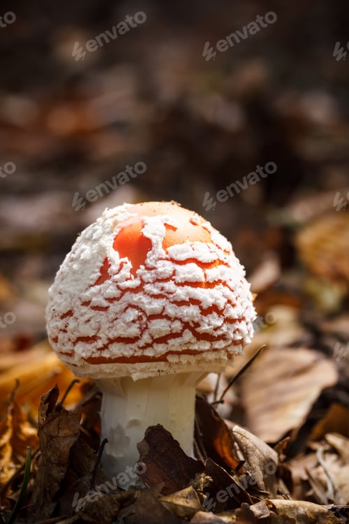 Preview: Red amanita muscaria