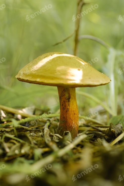 Preview: A flywheel mushroom growing in the forest. Mushroom picking. Forest mushrooms