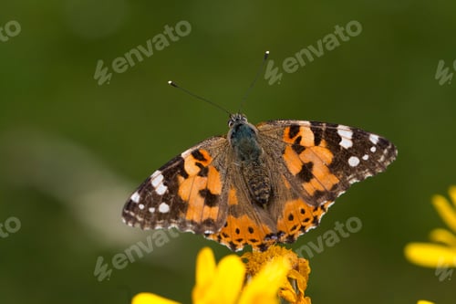 Preview: Natural life; butterfly in nature. Fauna / flora concept.