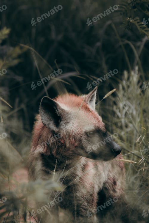 Preview: Hyena in the Kruger National safari park
