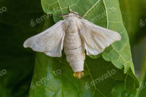 Preview: Close-up of a silkworm moth resting on a vibrant green leaf