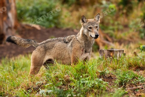 Preview: Grey wolf, canis lupus, standing and observing its forest territory