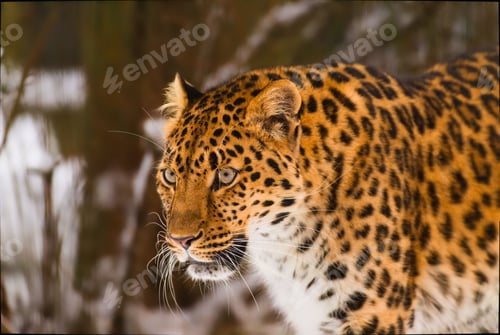 Preview: Spotted leopard stands in the snow