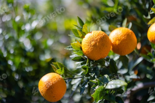 Preview: Orange tree in orange garden