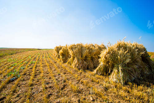 Preview: Harvest field in Hebei province, China