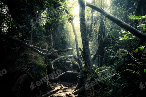 Preview: Mysterious landscape of foggy forest