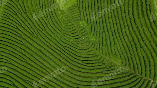 Preview: Aerial view of green tea plantation ecological tea garden green tea plantation.