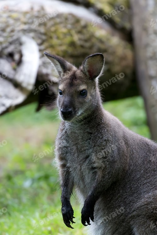 Preview: Wallaby in a clearing a portrait