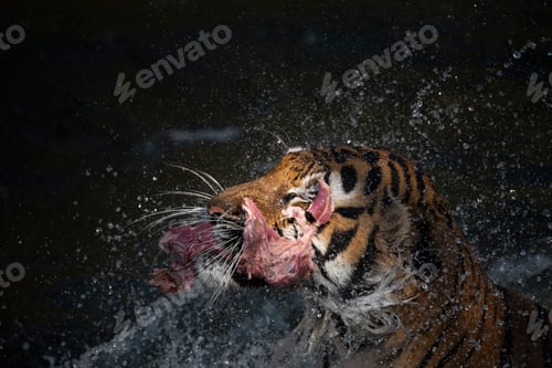 Preview: Tiger eating, Tiger is showing food hunting behavior in zoo