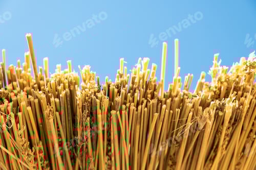 Preview: Close up detail of yellow straw roof against blue sky