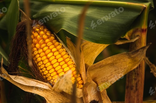 Preview: Corn in cob in field. Brown and green leaves, Autumn time