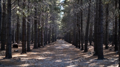 Preview: a dirt road surrounded by pine trees next to a grassy field