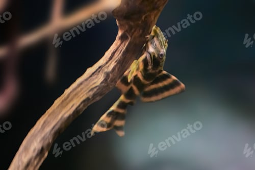 Preview: Blood-red Tiger Pleco (Panaqolus claustellifer) - Freshwater Fish