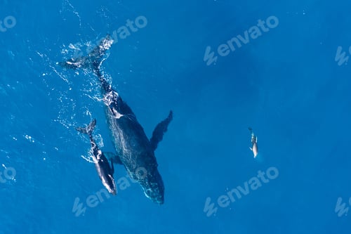 Preview: Humpback whales photographed from above with aerial drone off the coast of Kapalua, Hawaii
