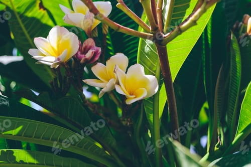 Preview: White frangipani flowers