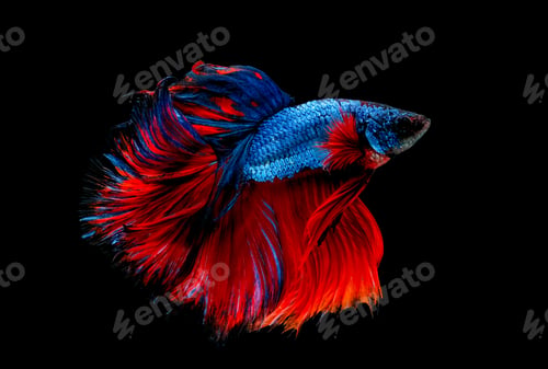 Preview: Colorful with main color of blue and red betta fish, Siamese fighting fish