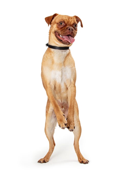 Preview: Funny Dog Standing Up Dancing