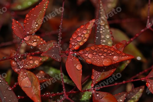 Preview: Raindrops On Leaves - Close Up Photograph Of Many Raindrops On The Leaves Of A Bush. Selective