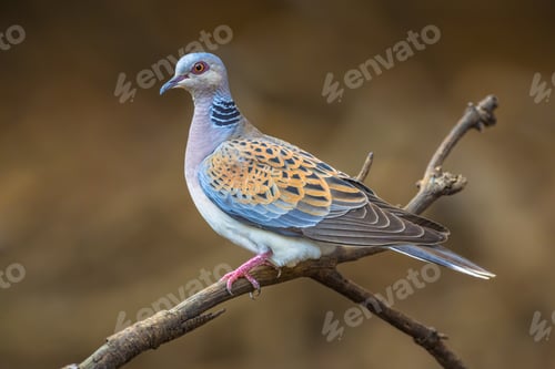 Preview: Turtle dove on branch